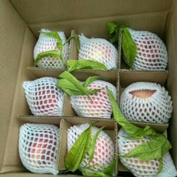 大量上市的桃子