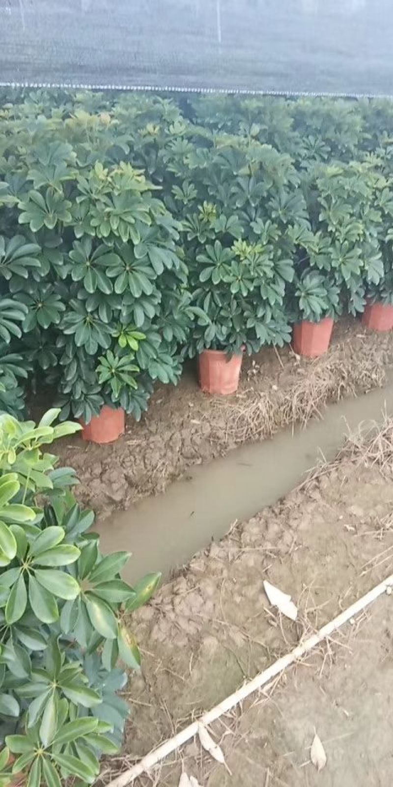火山榕，鸭脚木，非洲茉莉