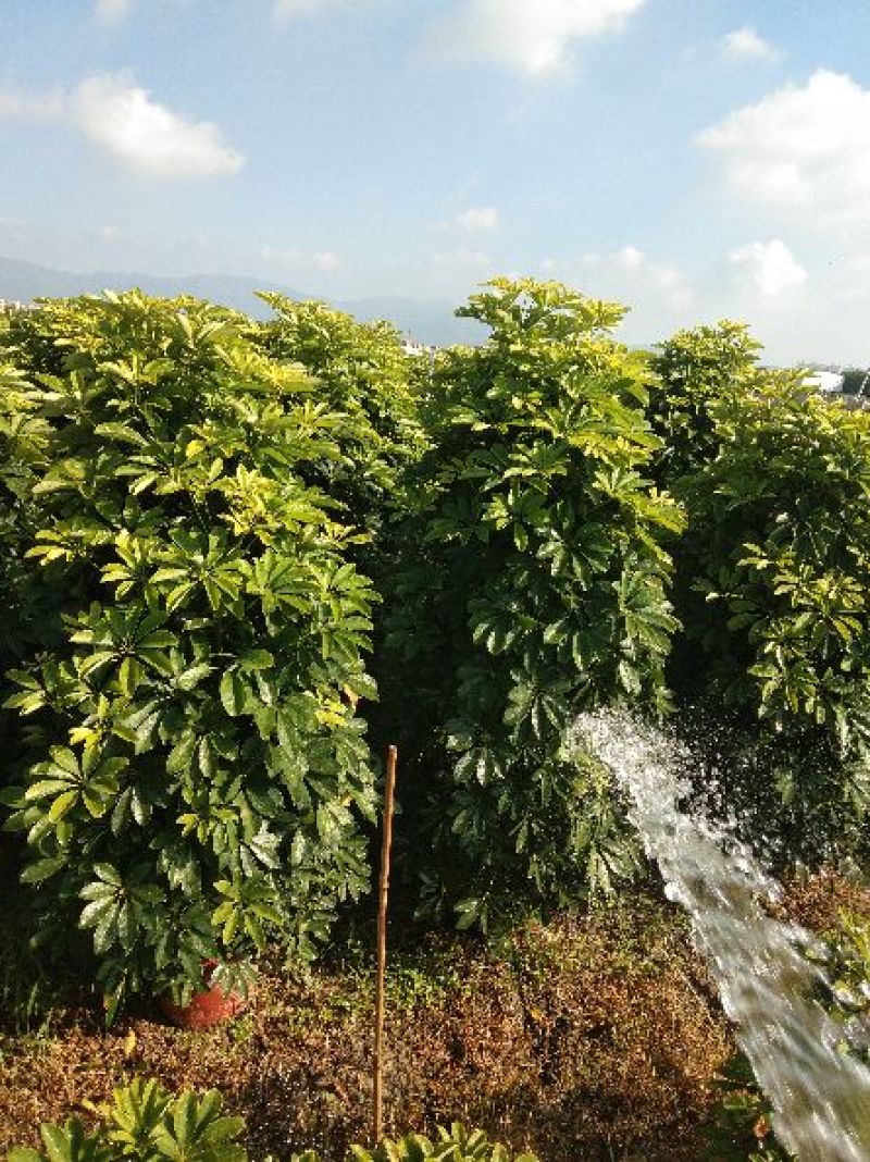 火山榕，鸭脚木，非洲茉莉
