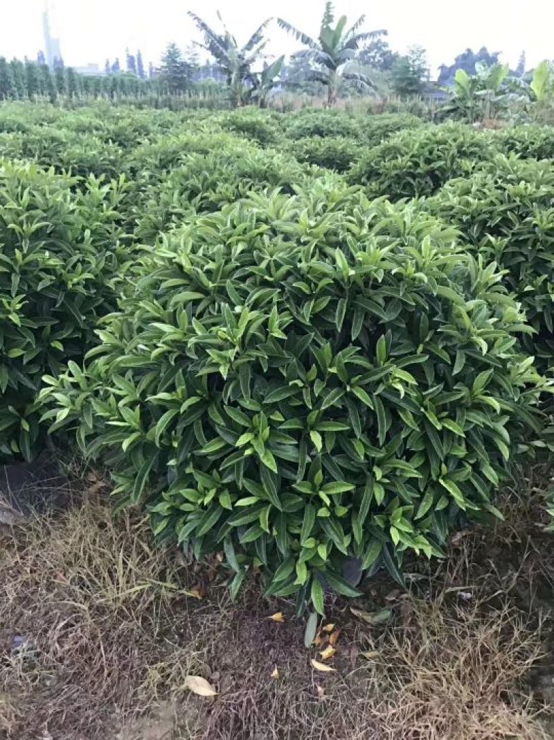 火山榕，鸭脚木，非洲茉莉