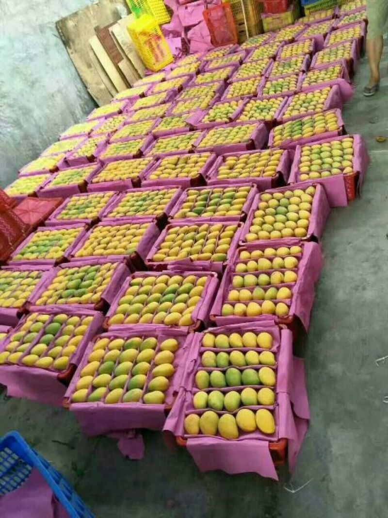 芒果