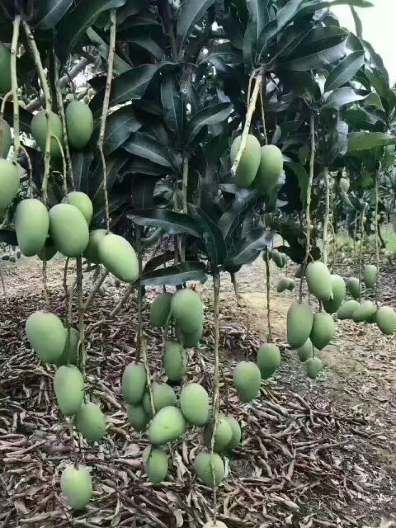 芒果