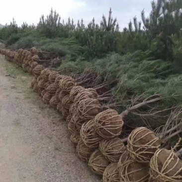 各种规格的油松价格实惠
