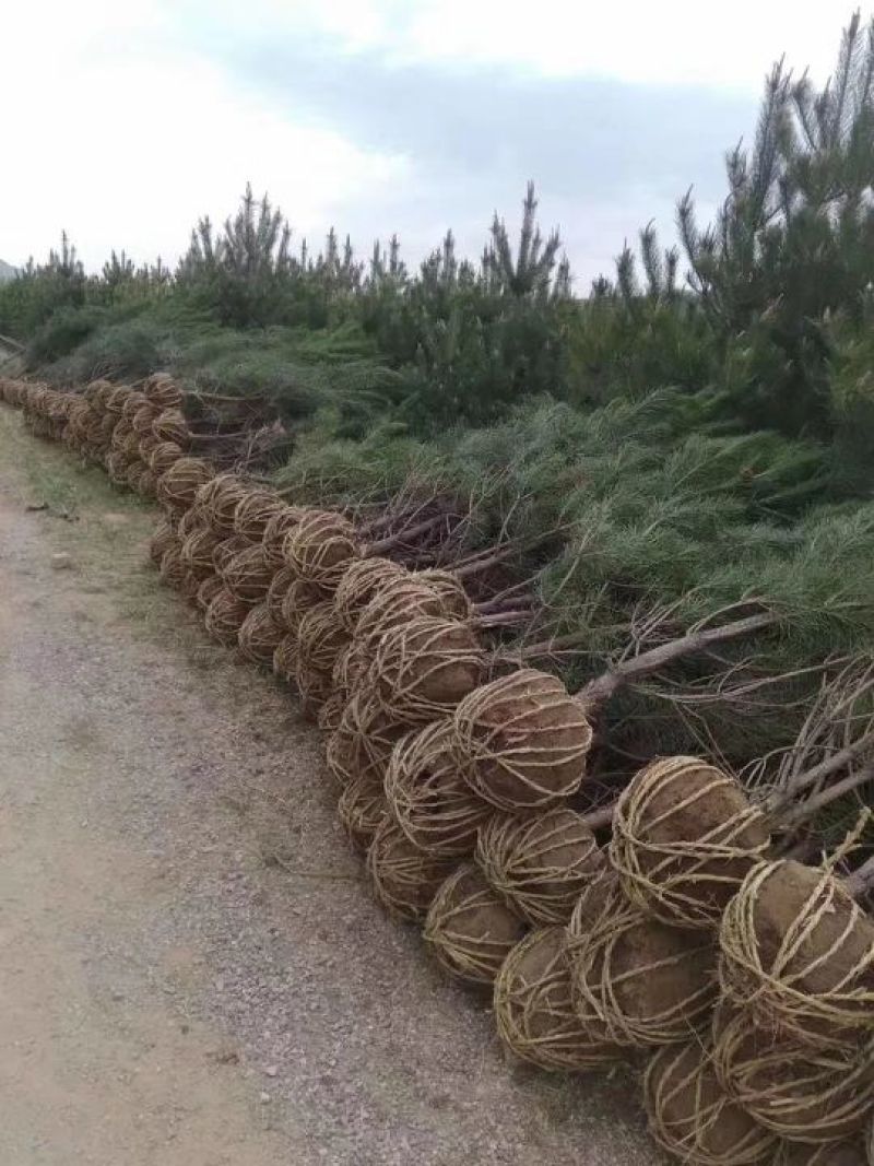 各种规格的油松价格实惠