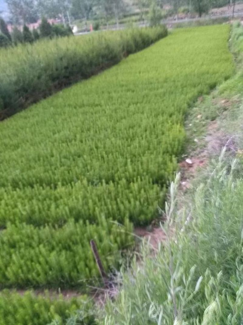 各种规格的油松价格实惠