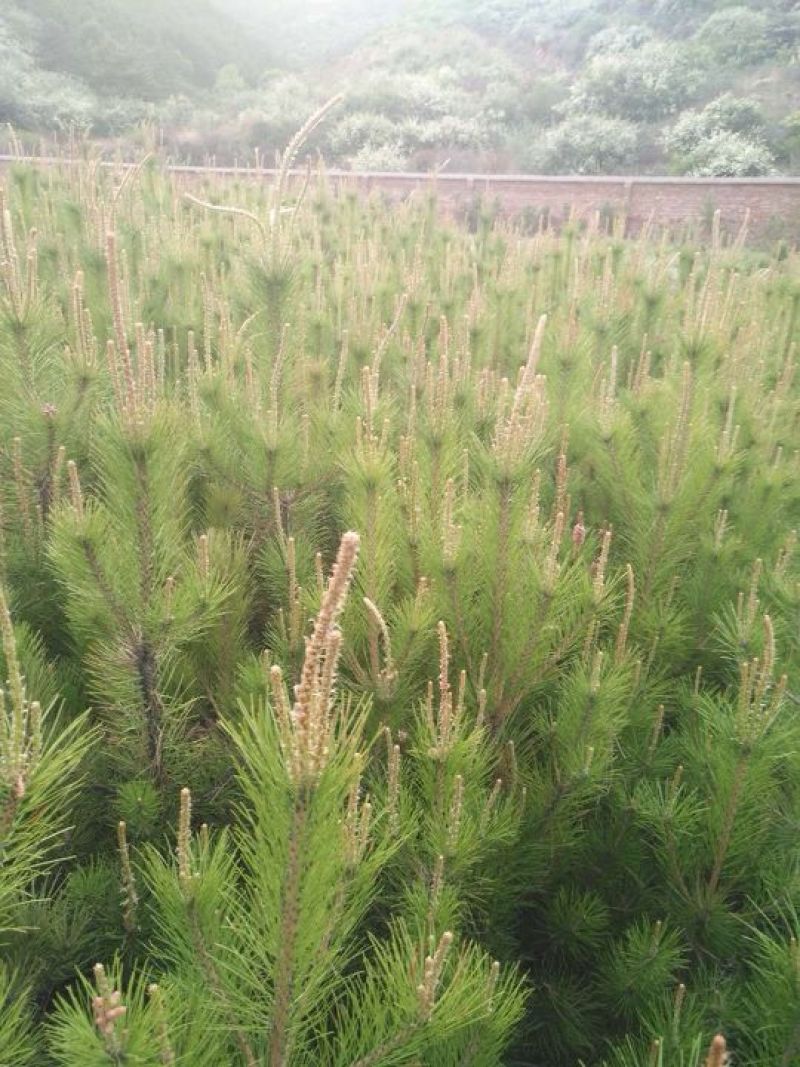 各种规格的油松价格实惠