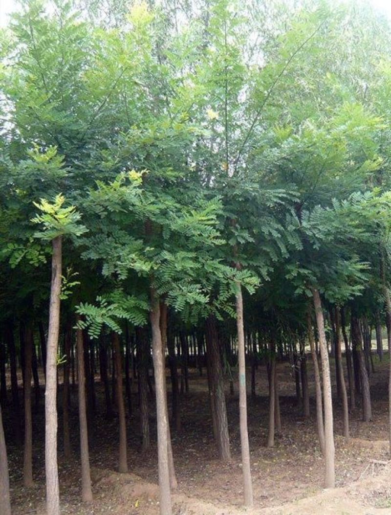 各种规格的油松价格实惠