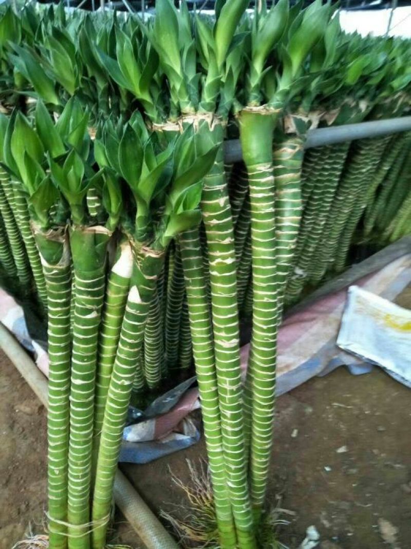 龙竹