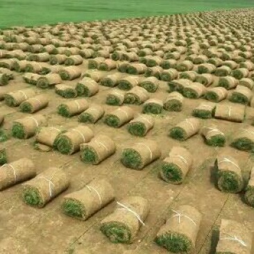 草皮不多了欲购从速
