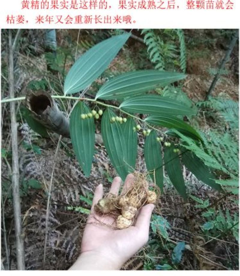 野生黄精