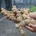野生黄精
