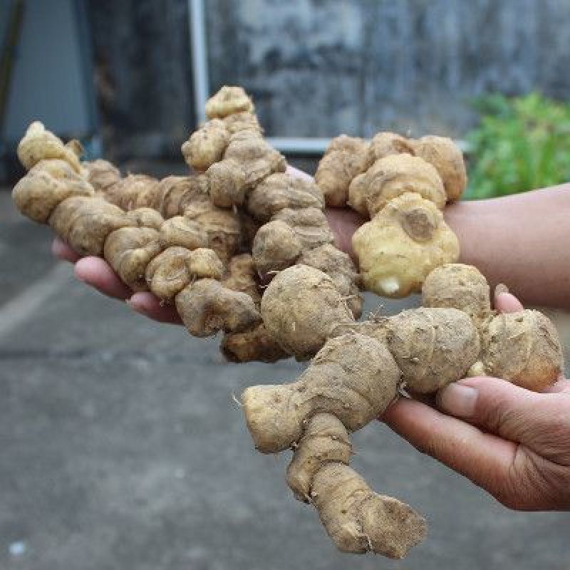 野生黄精