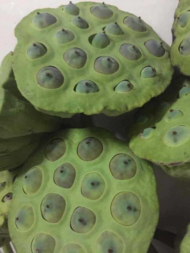 干莲子