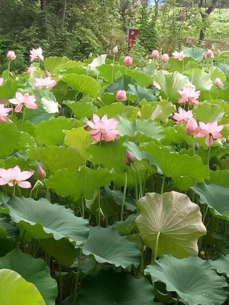 干莲子