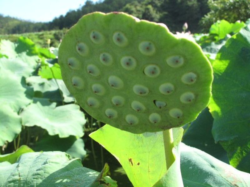 干莲子