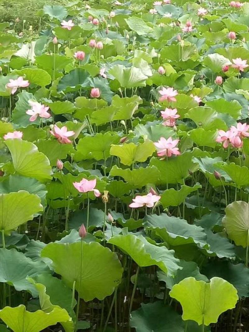 干莲子
