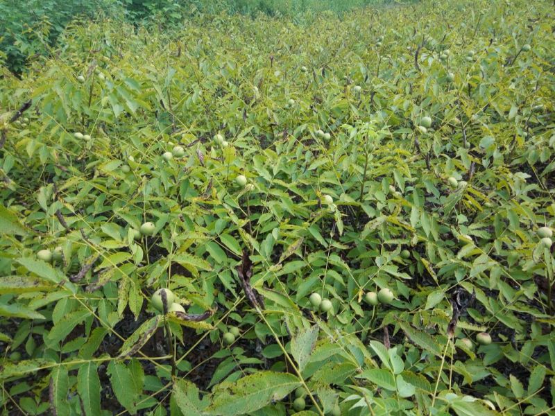 川早核桃苗1~2年50~100cm