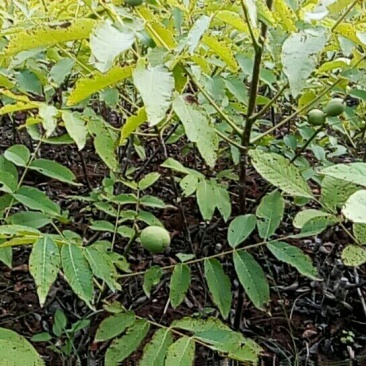 川早核桃苗1~2年50~100cm
