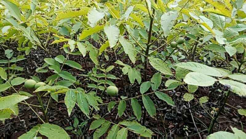 川早核桃苗1~2年50~100cm