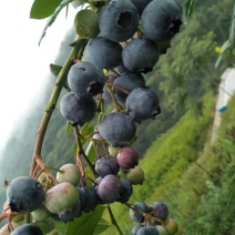 蓝莓鲜果