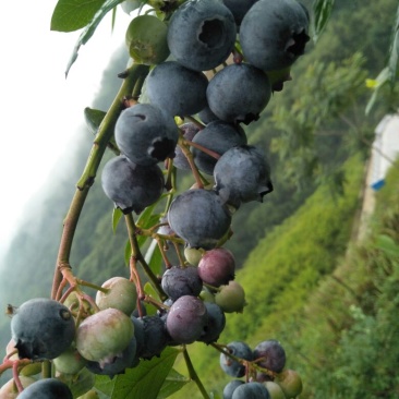 蓝莓鲜果