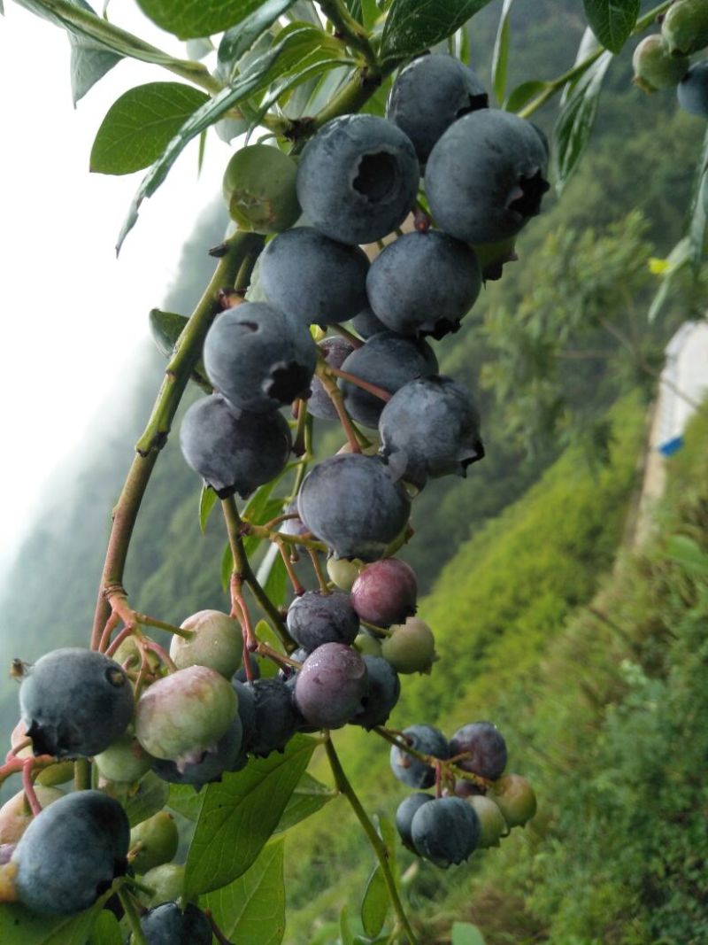 蓝莓鲜果