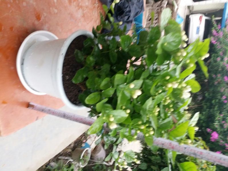 茉莉花苗30~50cm易成活质量保障视频看货诚信合作