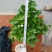 茉莉花苗30~50cm易成活质量保障视频看货诚信合作