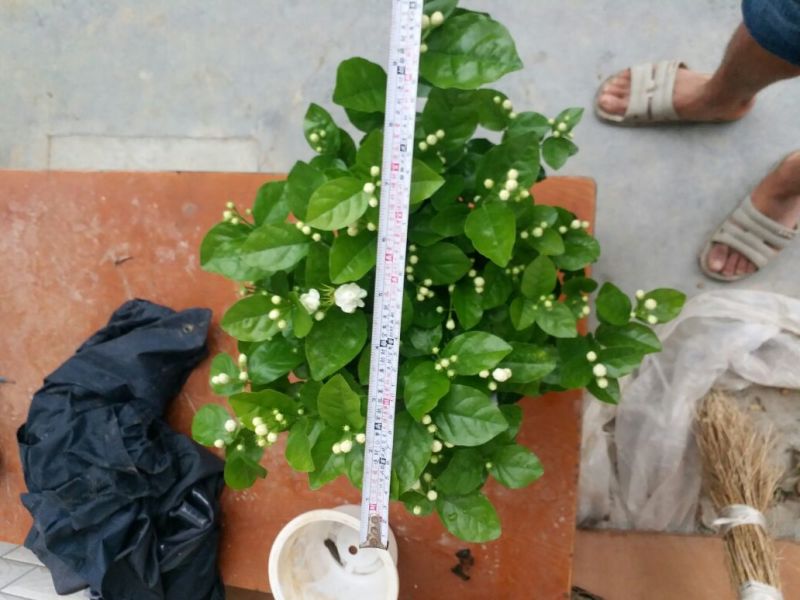 茉莉花苗30~50cm易成活质量保障视频看货诚信合作