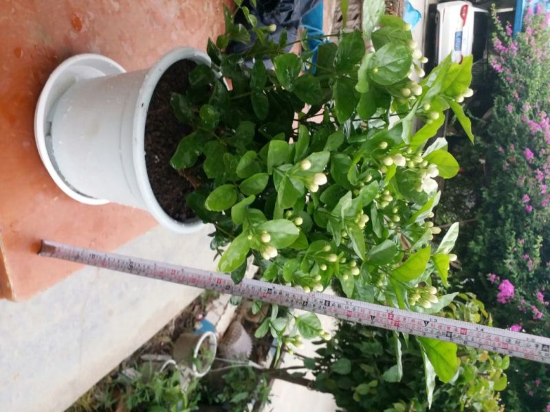 茉莉花苗30~50cm易成活质量保障视频看货诚信合作