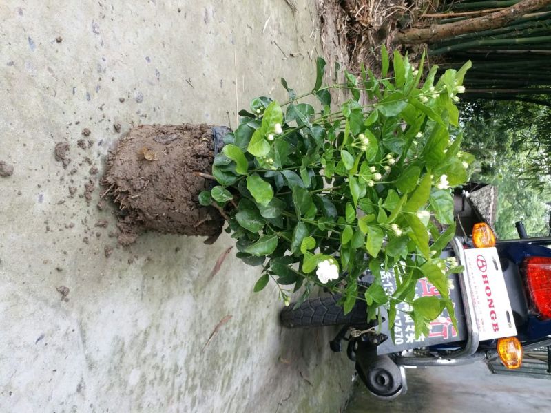 茉莉花苗30~50cm易成活质量保障视频看货诚信合作