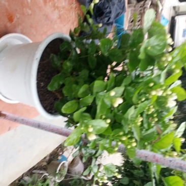 精品茉莉花不含盆一手货源基地直发质量保障可视频看货