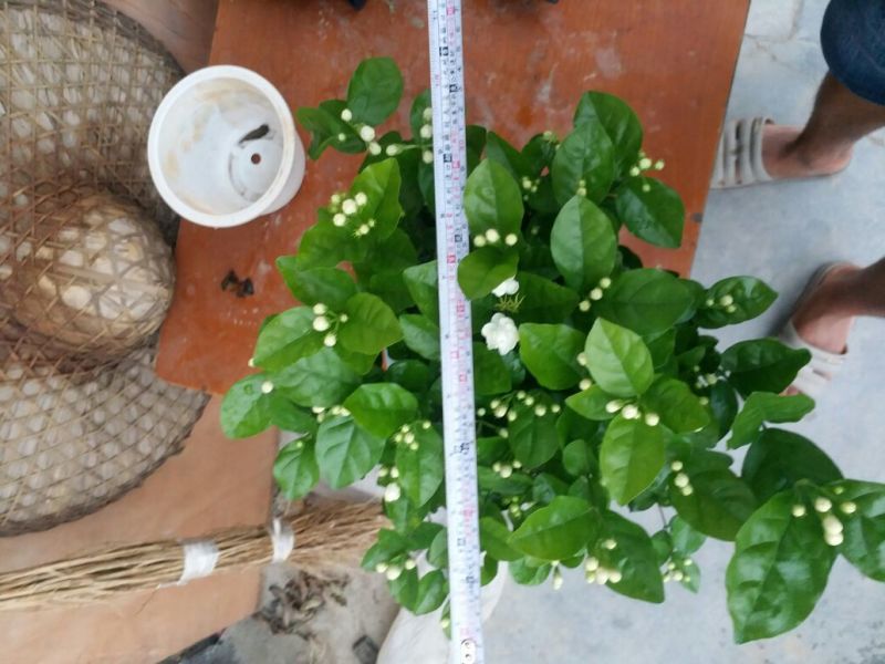 精品茉莉花不含盆一手货源基地直发质量保障可视频看货