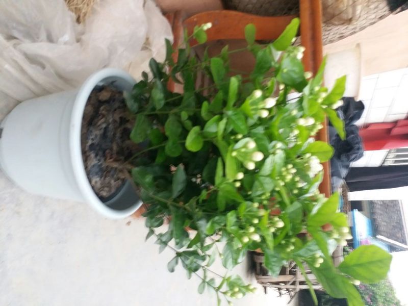 精品茉莉花不含盆一手货源基地直发质量保障可视频看货