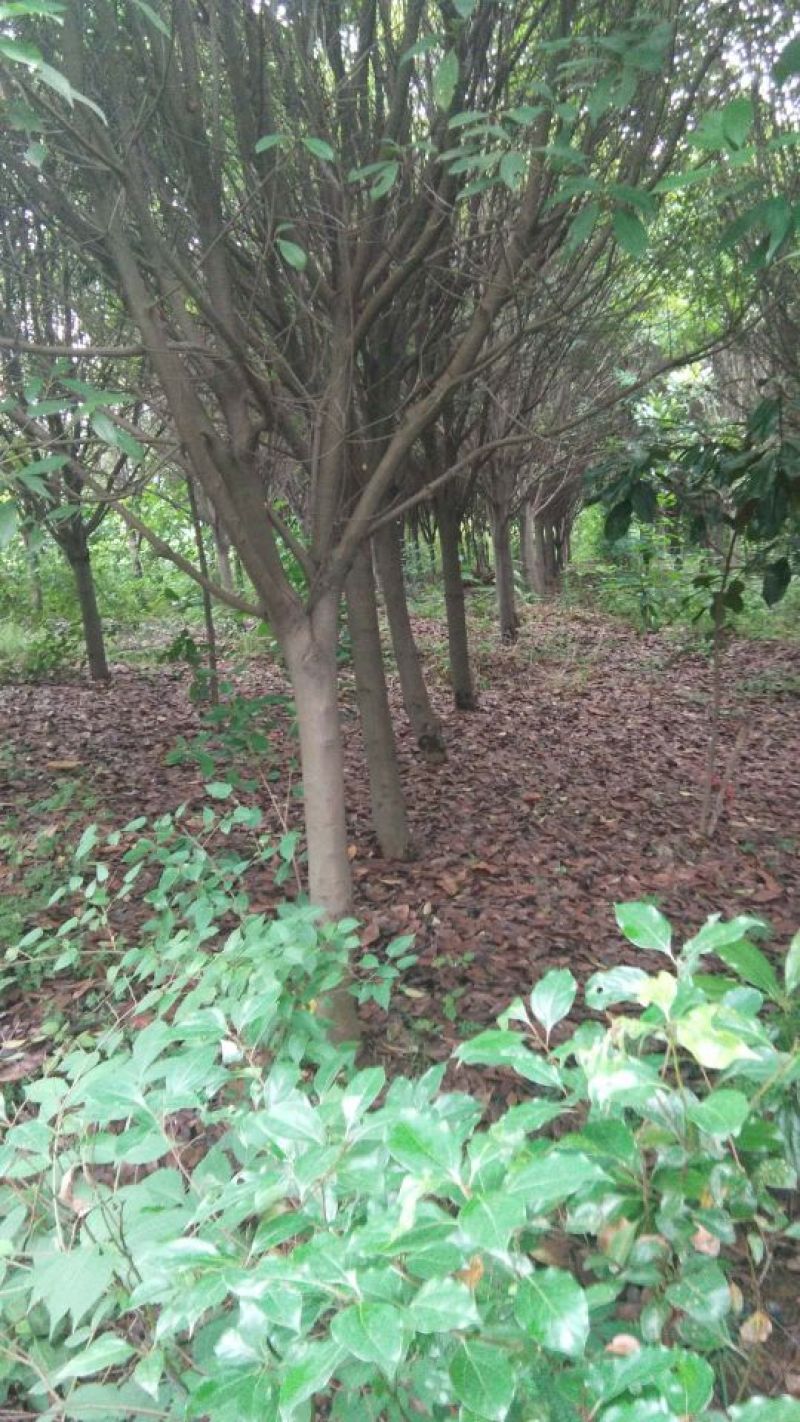 红叶石楠