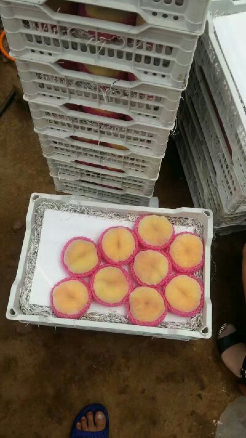 中潘十一，十三黄桃，蟠桃品种多。精品。通货。等等，大量有