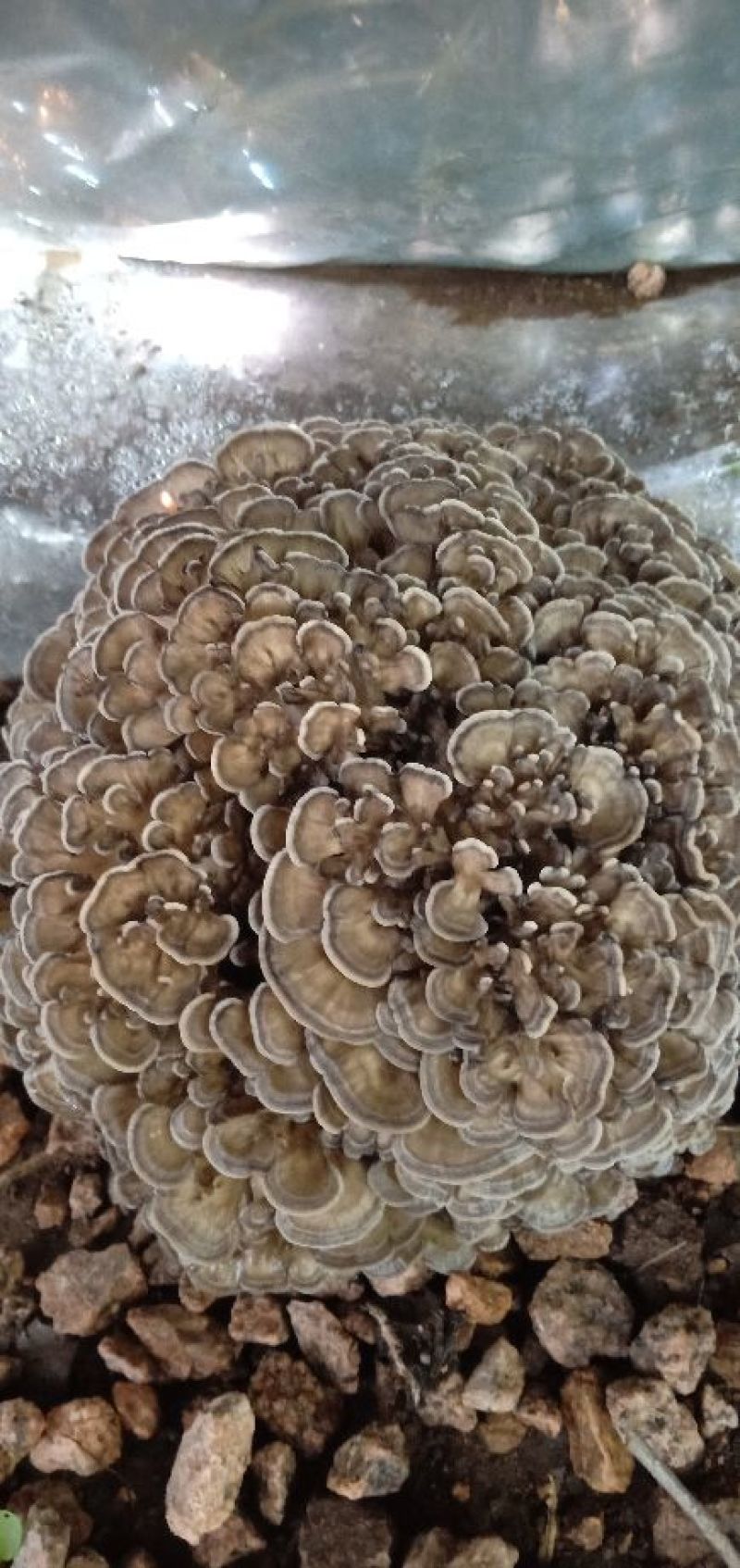 灰树花（板栗蘑）