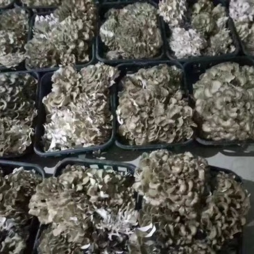 灰树花（板栗蘑）