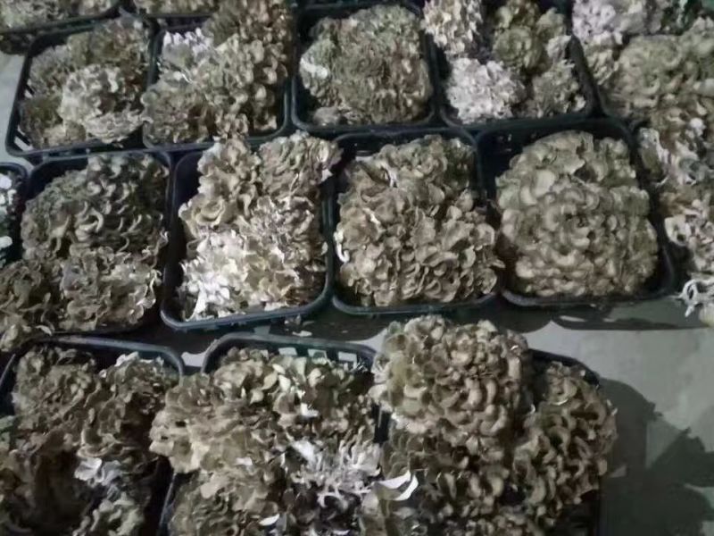 灰树花（板栗蘑）