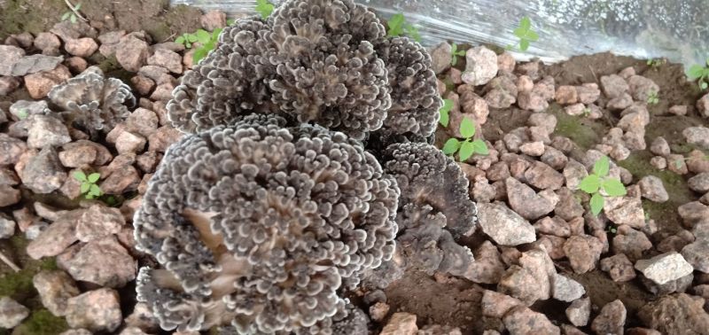 灰树花（板栗蘑）