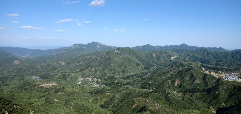 灰树花（板栗蘑）