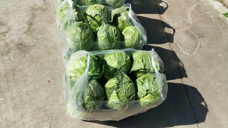 精品小甘蓝，1.5-3斤左右
