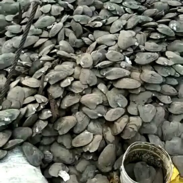 河蚌螺丝