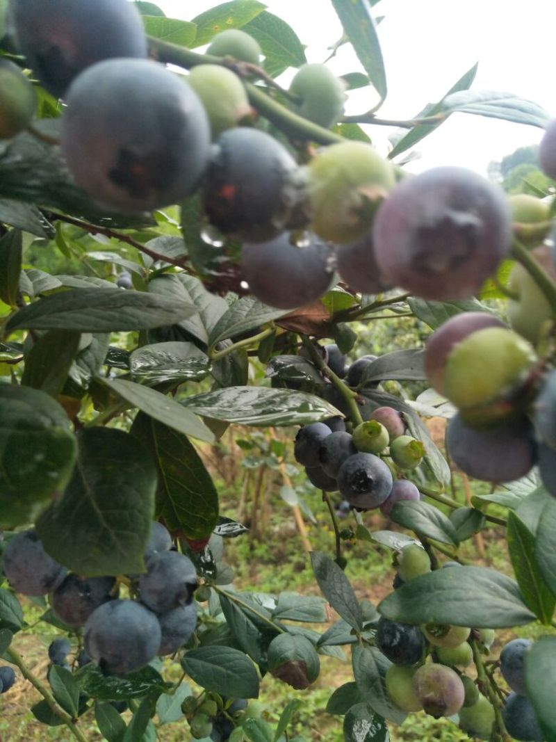 蓝莓鲜果，蓝莓，
