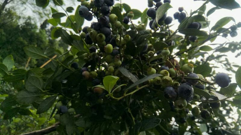 蓝莓鲜果，蓝莓，