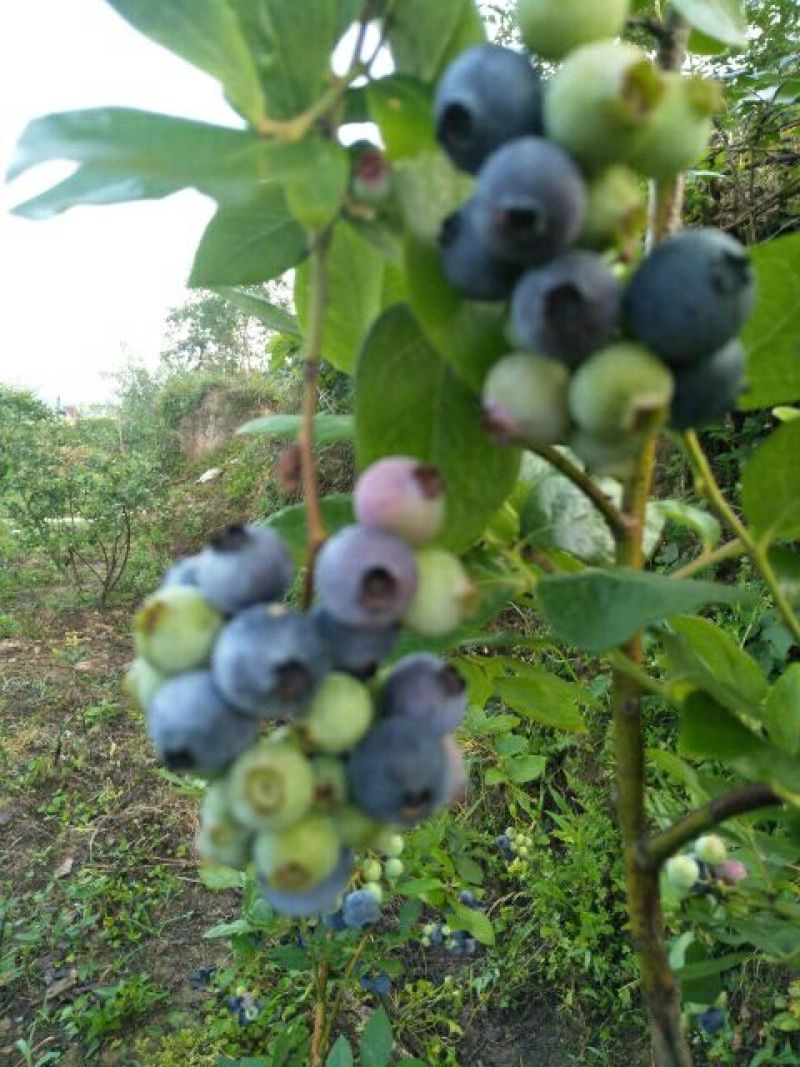 蓝莓鲜果，蓝莓，