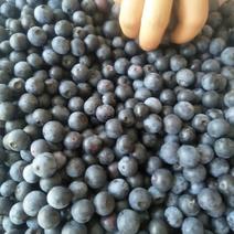 蓝莓鲜果，蓝莓，