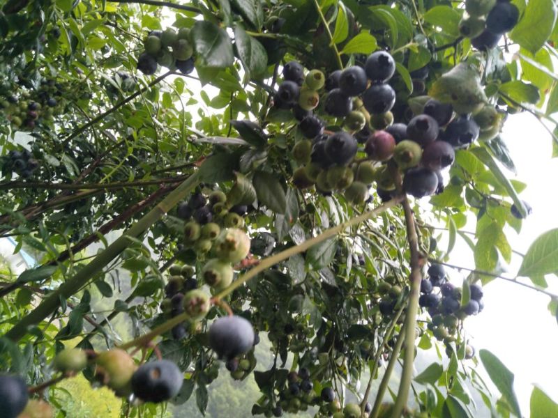 蓝莓鲜果，蓝莓，