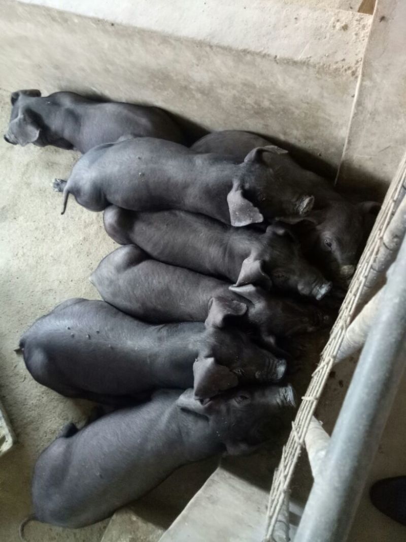 黑猪仔