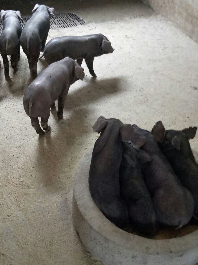黑猪仔